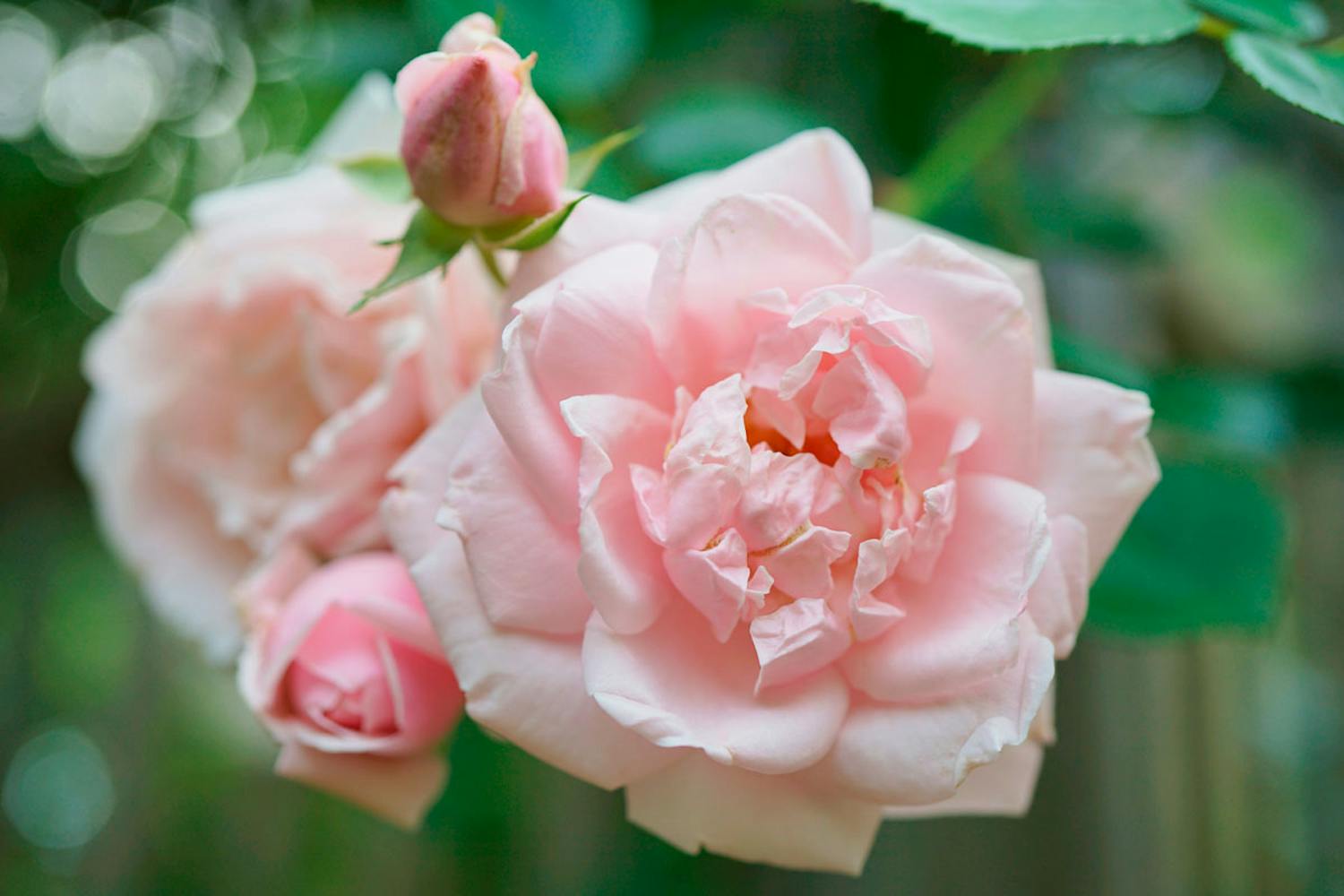 Valitse laadukkaat ruusut Valitse laadukkaat ruusut